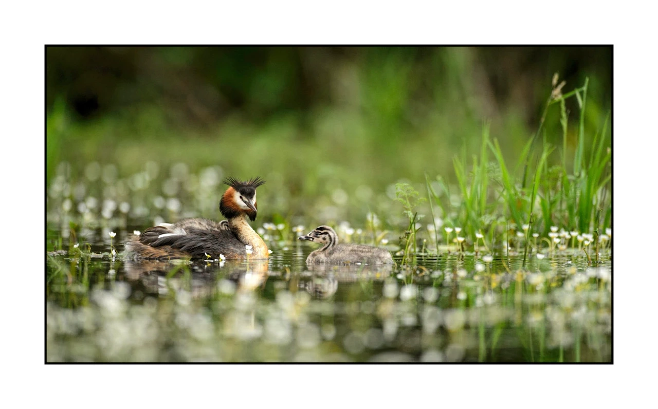 lumieres-et-couleurs/035-oiseaux-de-la-dombes/edition-ouverte/en/40-birds-of-la-dombes-137-169C