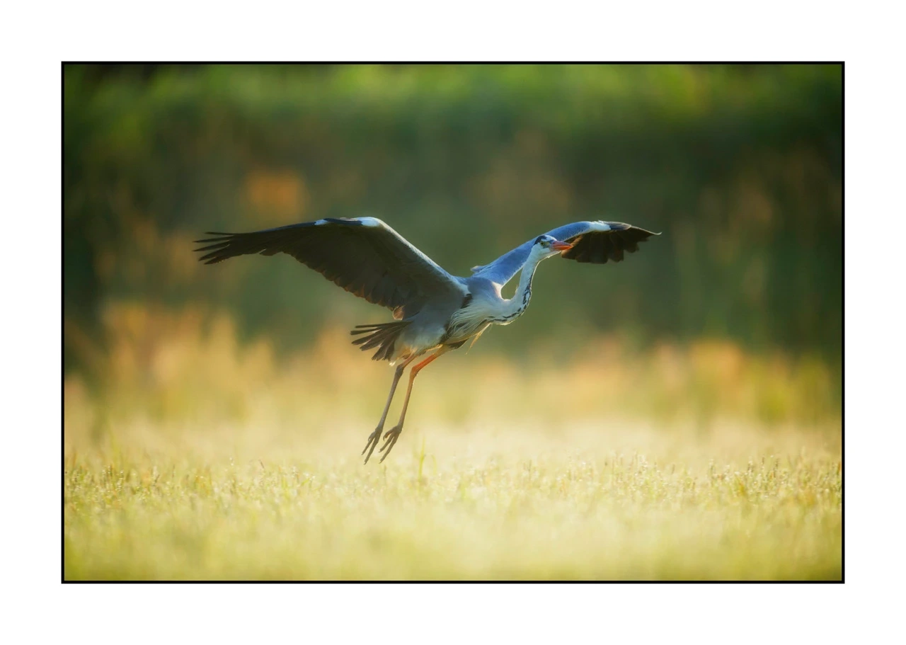 lumieres-et-couleurs/035-oiseaux-de-la-dombes/edition-ouverte/en/43-birds-of-la-dombes-1379-32C