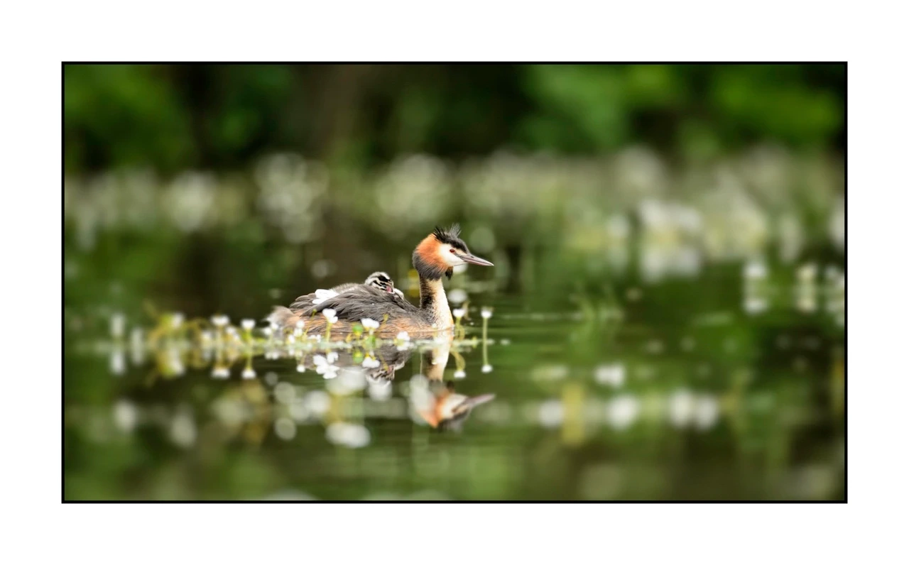 lumieres-et-couleurs/035-oiseaux-de-la-dombes/edition-ouverte/en/44-birds-of-la-dombes-138-169C