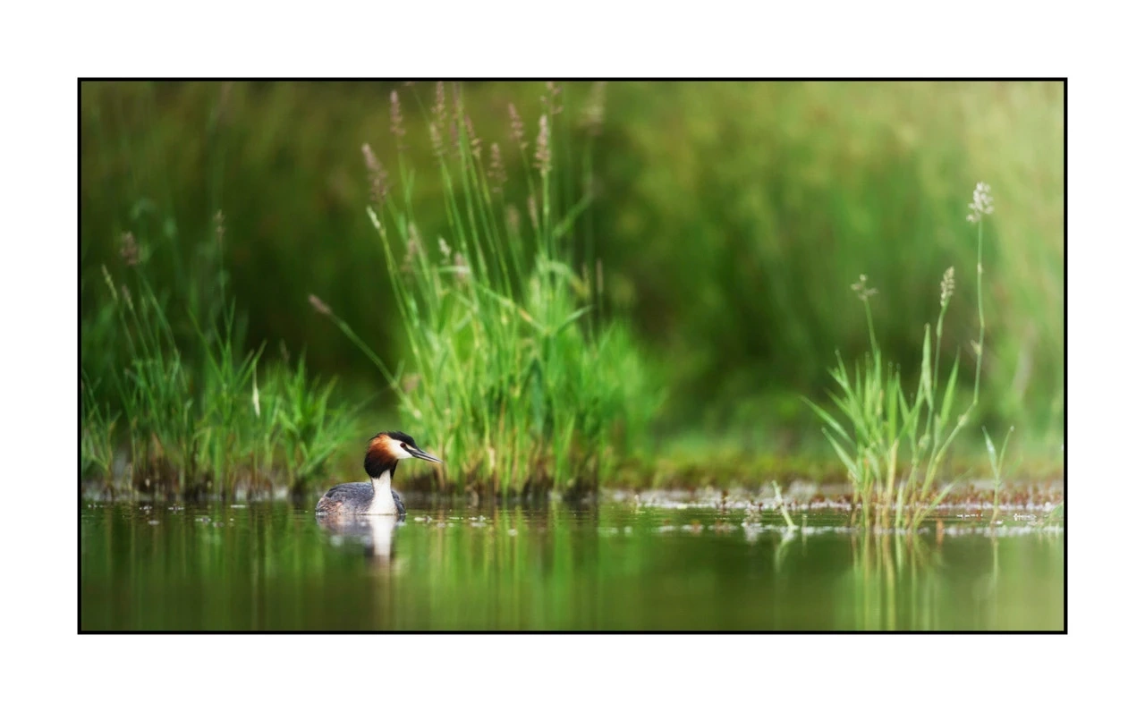 lumieres-et-couleurs/035-oiseaux-de-la-dombes/edition-ouverte/en/46-birds-of-la-dombes-1377-169C