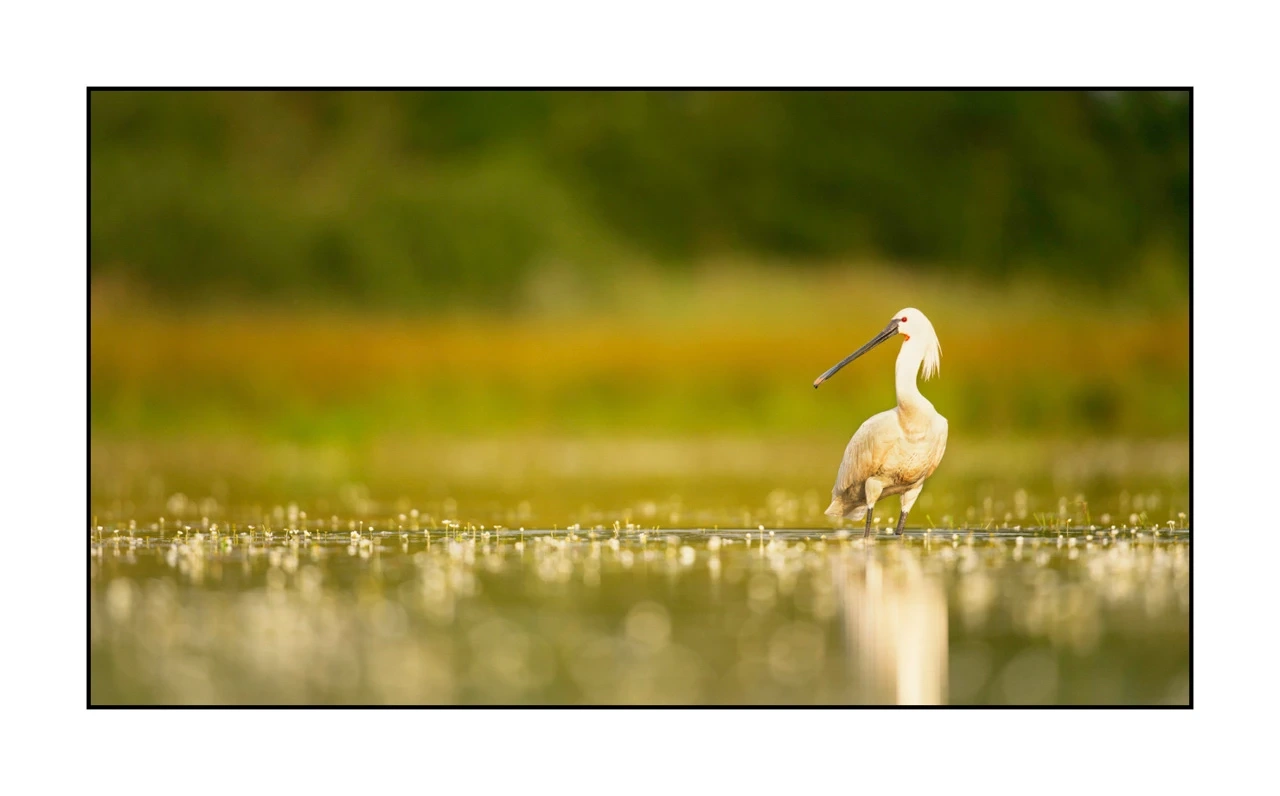 lumieres-et-couleurs/035-oiseaux-de-la-dombes/edition-ouverte/en/47-birds-of-la-dombes-1380-169C