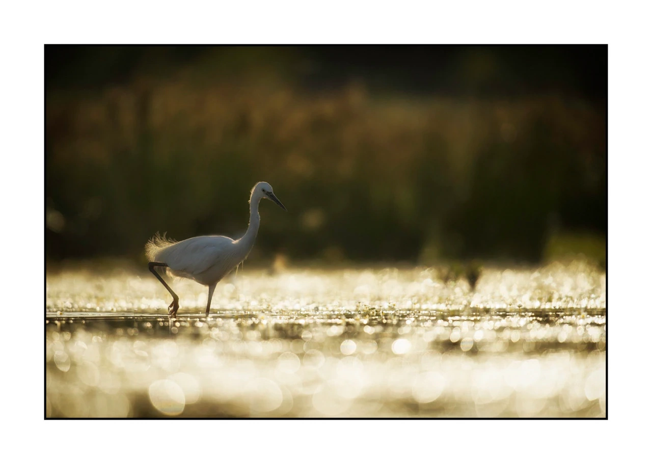 lumieres-et-couleurs/035-oiseaux-de-la-dombes/edition-ouverte/en/48-birds-of-la-dombes-1372-32C