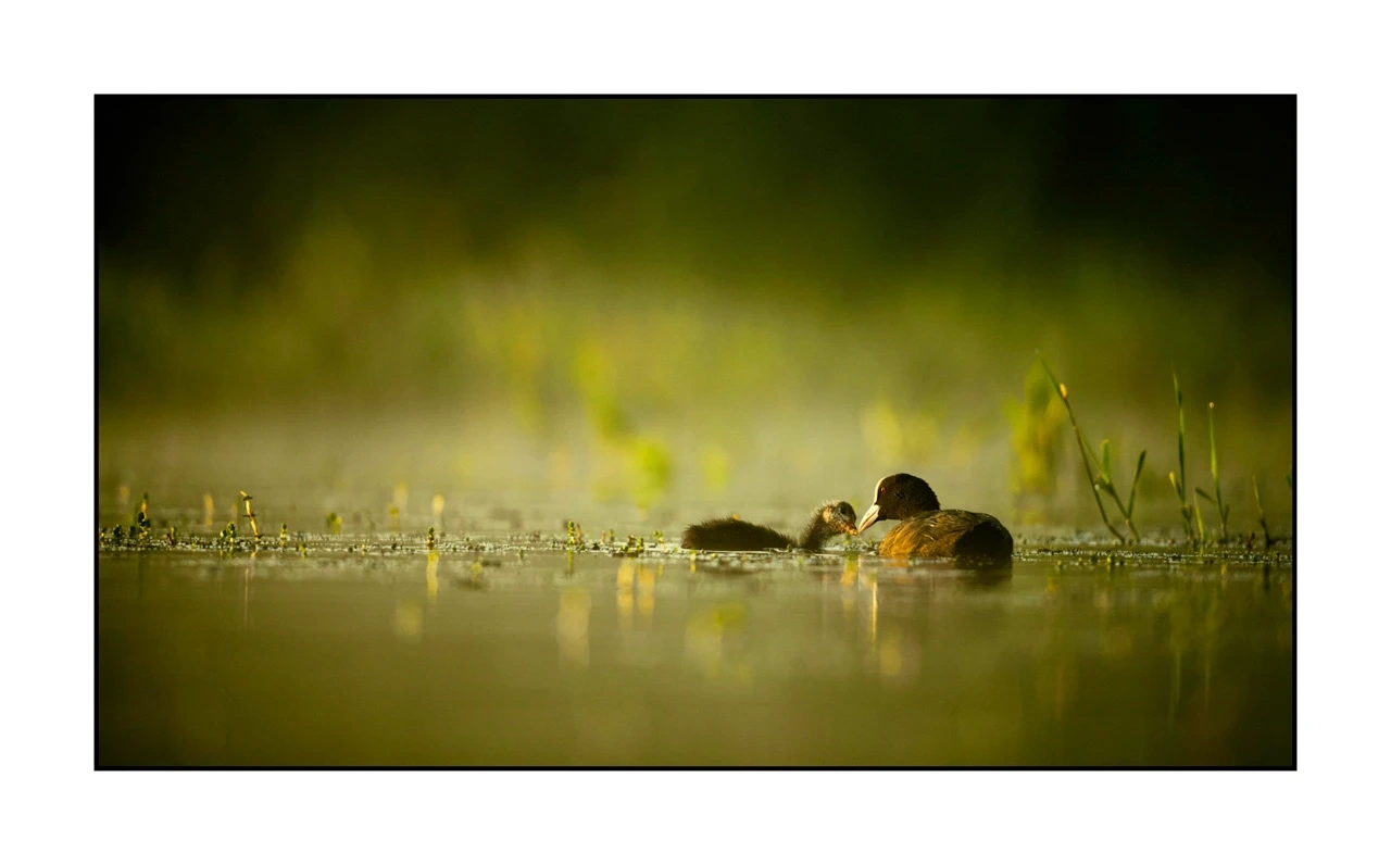 lumieres-et-couleurs/035-oiseaux-de-la-dombes/edition-ouverte/en/49-birds-of-la-dombes-1378-169C