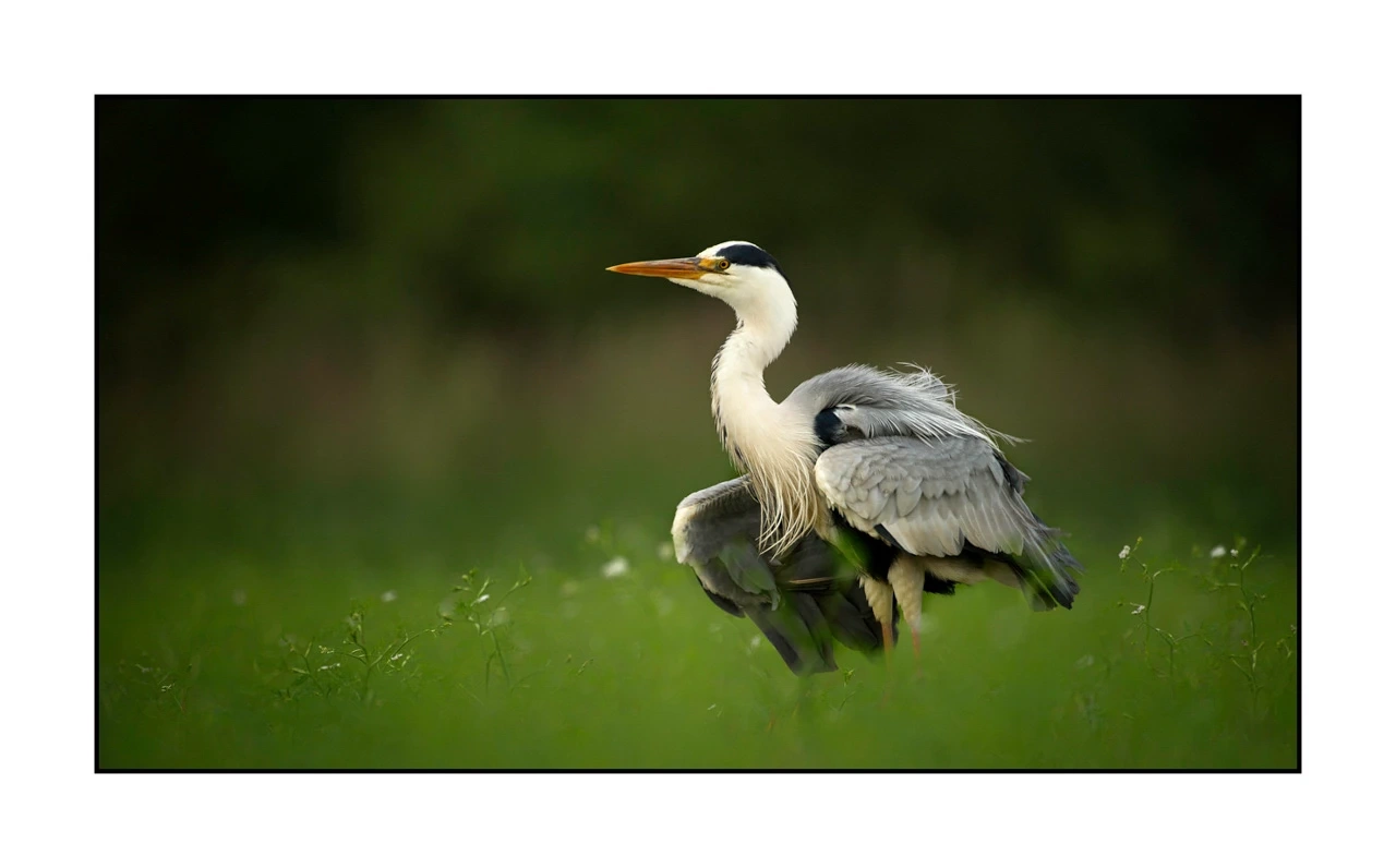 lumieres-et-couleurs/035-oiseaux-de-la-dombes/edition-ouverte/en/52-birds-of-la-dombes-147-169C
