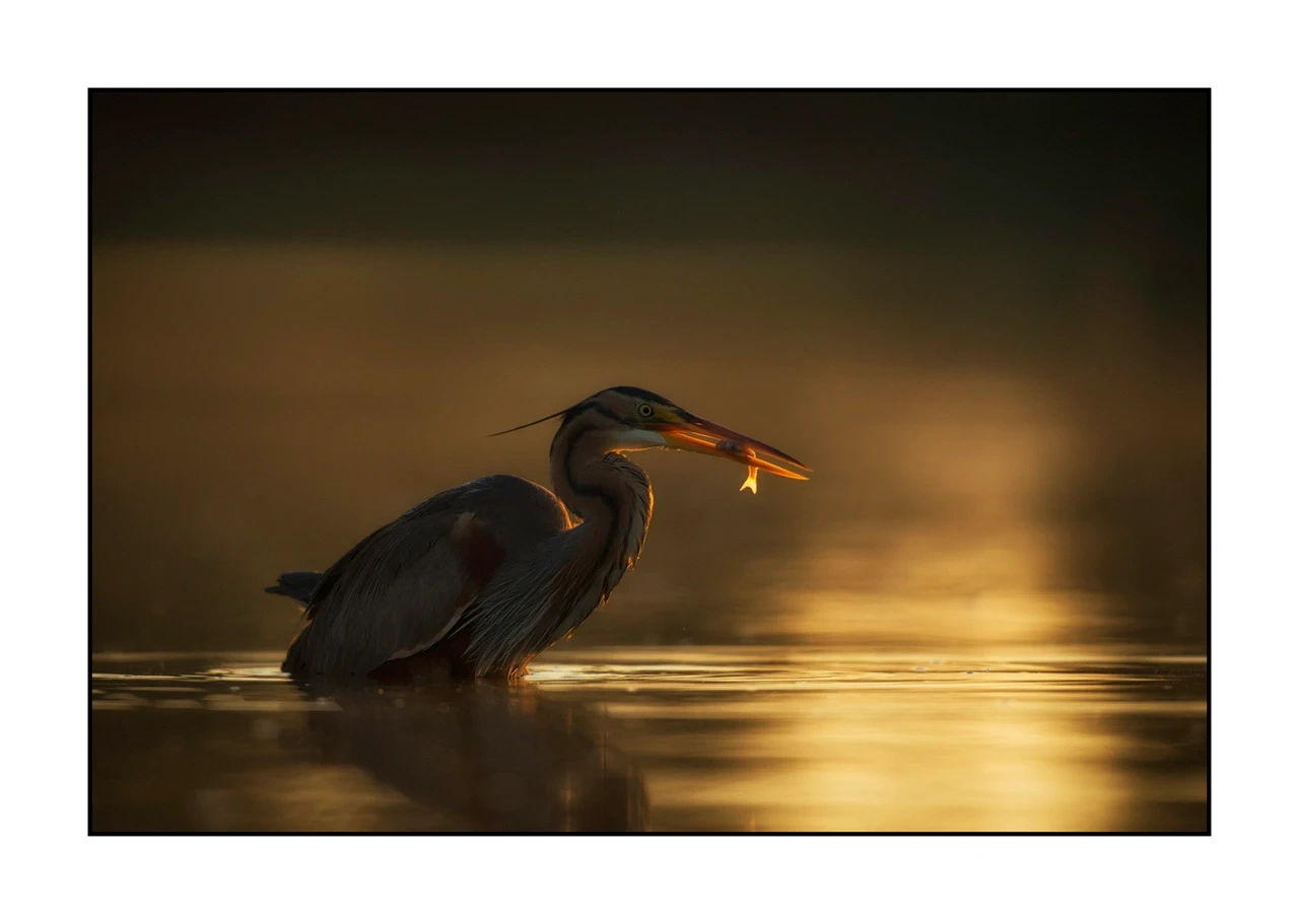 lumieres-et-couleurs/035-oiseaux-de-la-dombes/edition-ouverte/en/54-birds-of-la-dombes-1373-32C