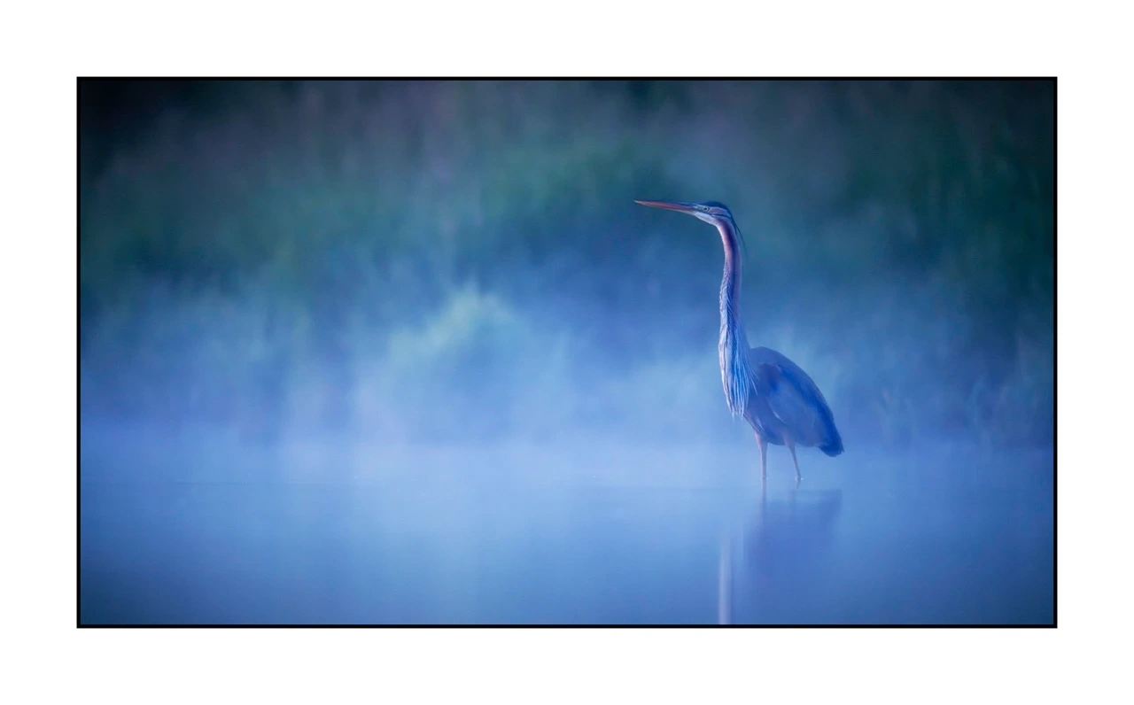 lumieres-et-couleurs/035-oiseaux-de-la-dombes/edition-ouverte/en/58-birds-of-la-dombes-1369-169C
