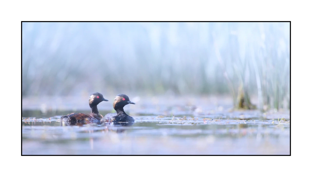 lumieres-et-couleurs/035-oiseaux-de-la-dombes/edition-ouverte/en/61-birds-of-la-dombes-2069-21C