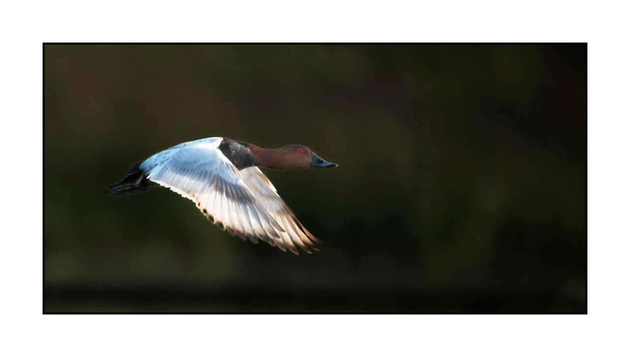lumieres-et-couleurs/035-oiseaux-de-la-dombes/edition-ouverte/en/62-birds-of-la-dombes-2070-21C