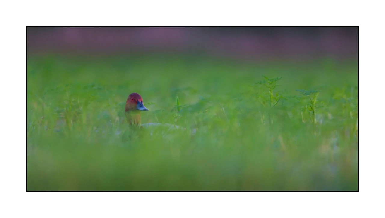 lumieres-et-couleurs/035-oiseaux-de-la-dombes/edition-ouverte/en/64-birds-of-la-dombes-2072-21C