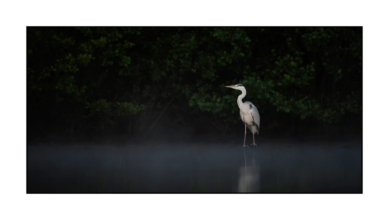 lumieres-et-couleurs/035-oiseaux-de-la-dombes/edition-ouverte/en/65-birds-of-la-dombes-2073-21C