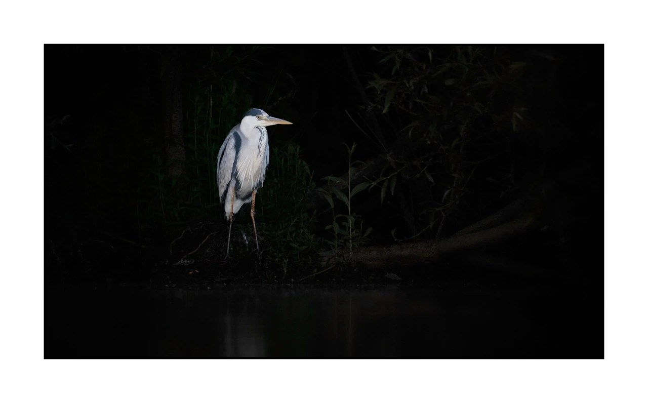 lumieres-et-couleurs/035-oiseaux-de-la-dombes/edition-ouverte/en/66-birds-of-la-dombes-2074-169C