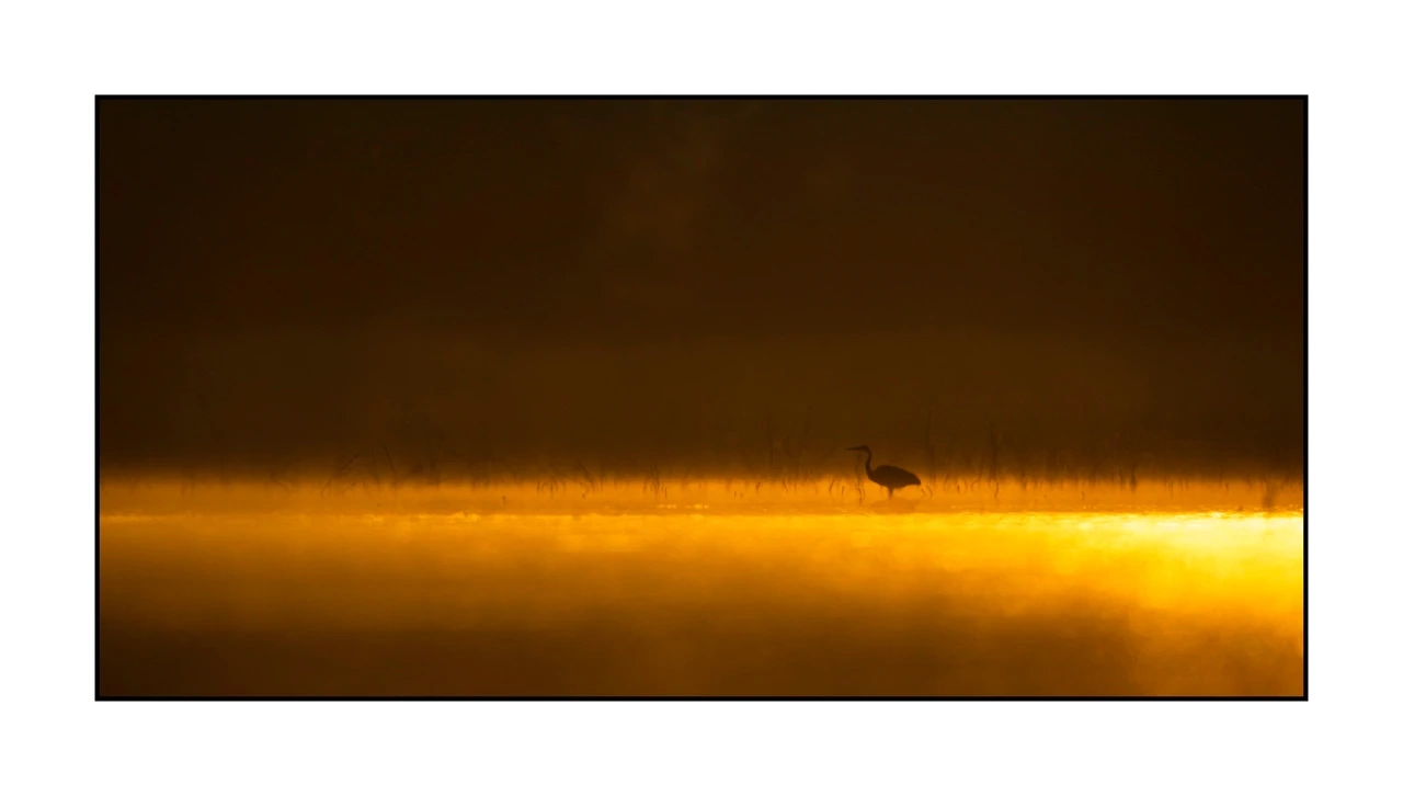 lumieres-et-couleurs/035-oiseaux-de-la-dombes/edition-ouverte/en/70-birds-of-la-dombes-2078-21C