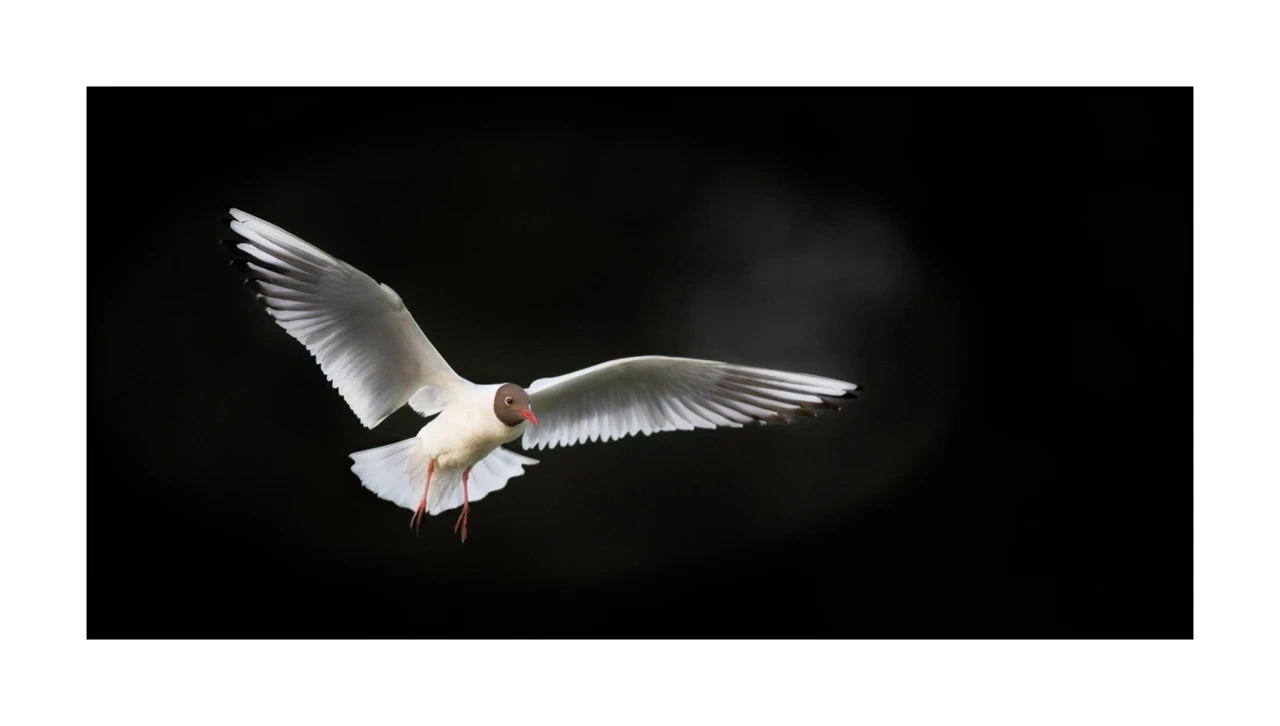 lumieres-et-couleurs/035-oiseaux-de-la-dombes/edition-ouverte/en/71-birds-of-la-dombes-2079-21C