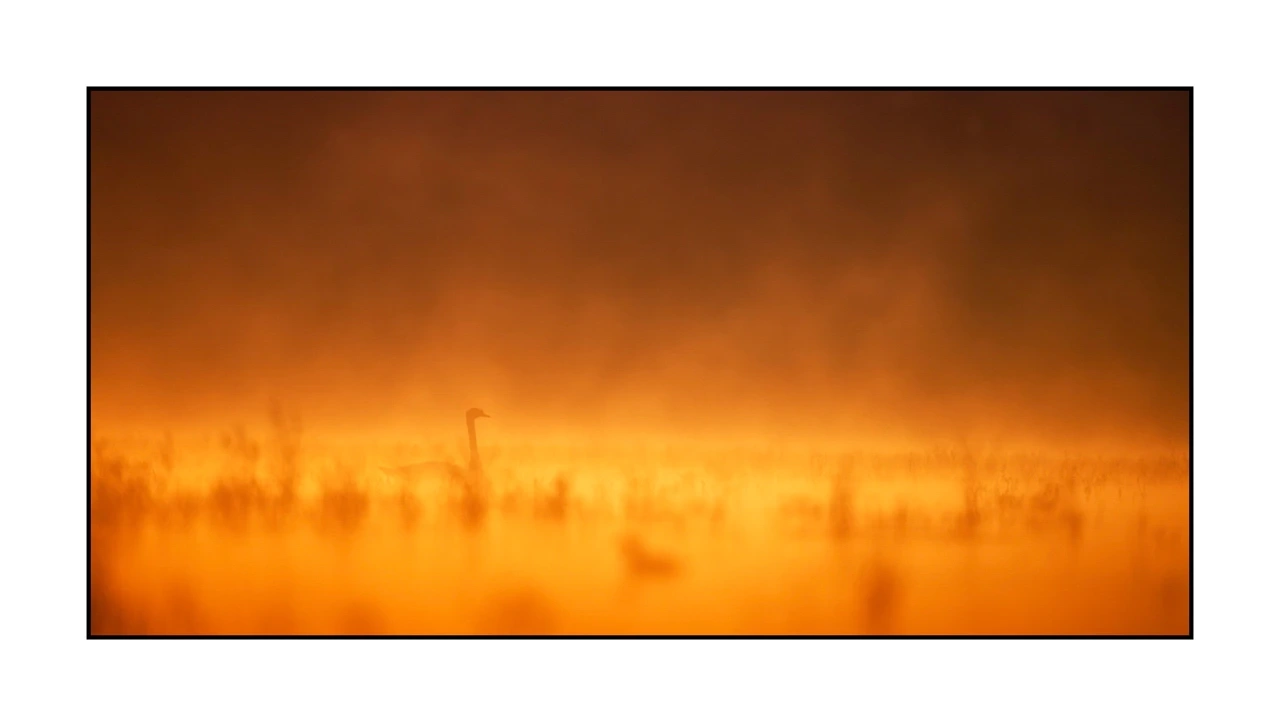 lumieres-et-couleurs/035-oiseaux-de-la-dombes/edition-ouverte/en/72-birds-of-la-dombes-2080-21C