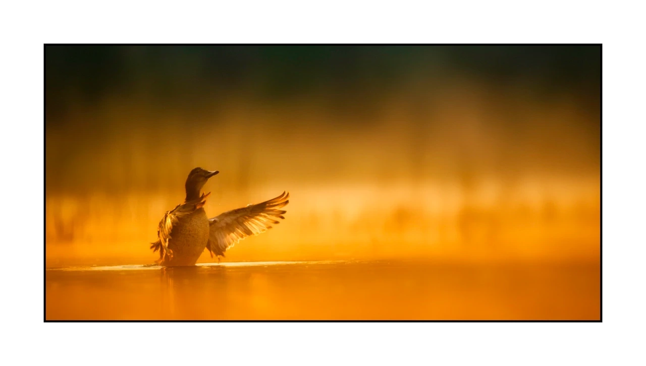 lumieres-et-couleurs/035-oiseaux-de-la-dombes/edition-ouverte/en/73-birds-of-la-dombes-2081-21C