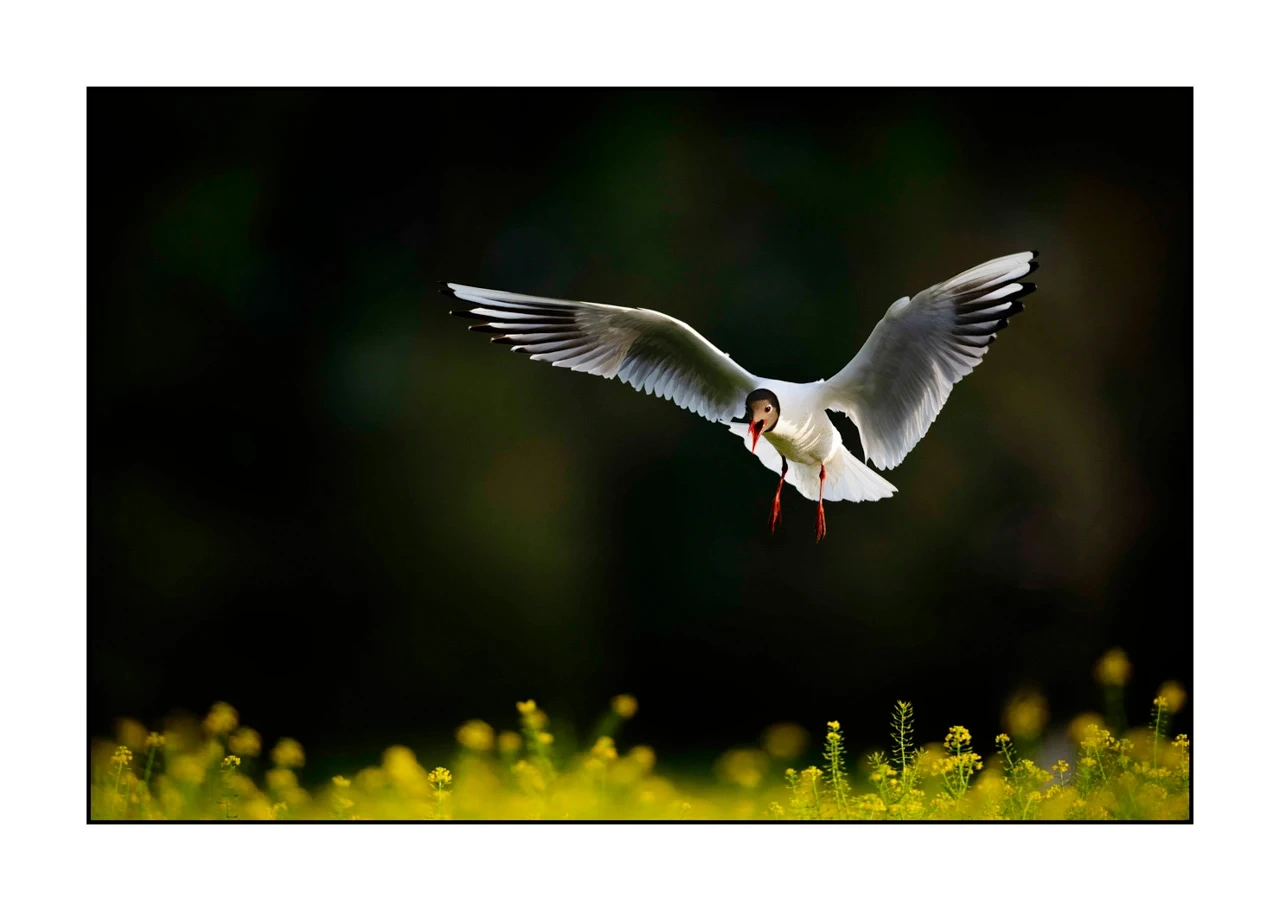 lumieres-et-couleurs/035-oiseaux-de-la-dombes/edition-ouverte/fr/05-oiseaux-de-la-dombes-2446-32C