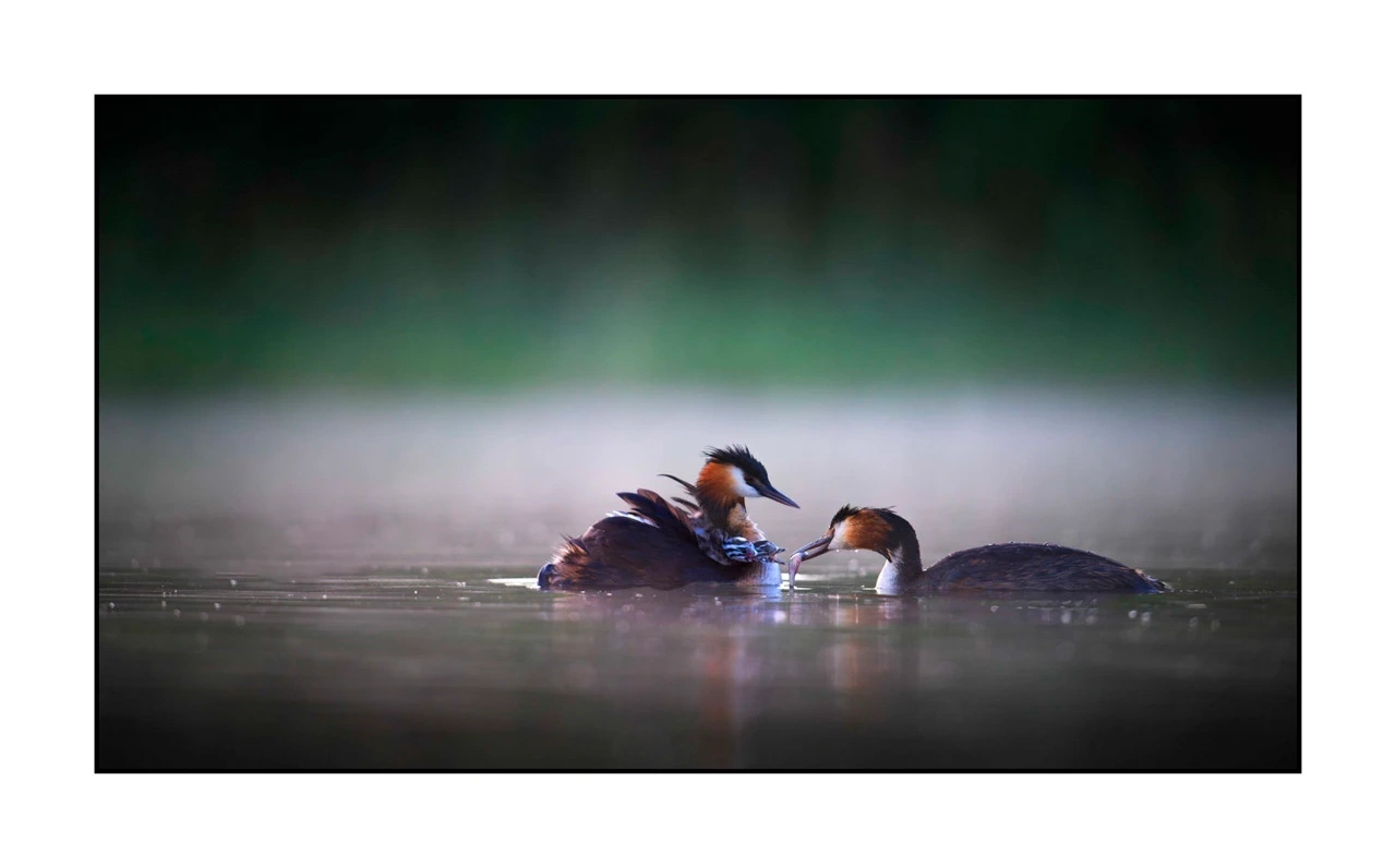 lumieres-et-couleurs/035-oiseaux-de-la-dombes/edition-ouverte/fr/09-oiseaux-de-la-dombes-2450-169C