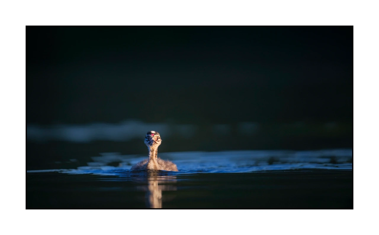 lumieres-et-couleurs/035-oiseaux-de-la-dombes/edition-ouverte/fr/10-oiseaux-de-la-dombes-2451-169C