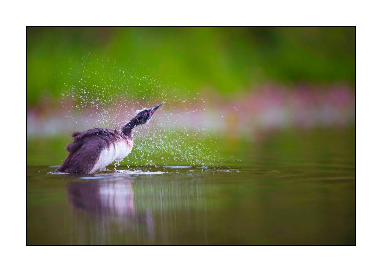 lumieres-et-couleurs/035-oiseaux-de-la-dombes/edition-ouverte/fr/11-oiseaux-de-la-dombes-2452-32C