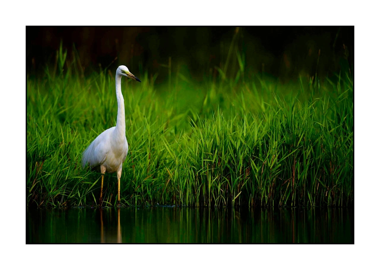 lumieres-et-couleurs/035-oiseaux-de-la-dombes/edition-ouverte/fr/12-oiseaux-de-la-dombes-2453-32C