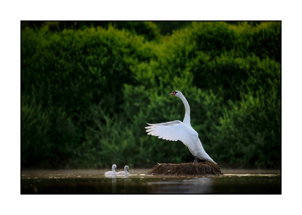 lumieres-et-couleurs/035-oiseaux-de-la-dombes/edition-ouverte/fr/13-oiseaux-de-la-dombes-2482-32C