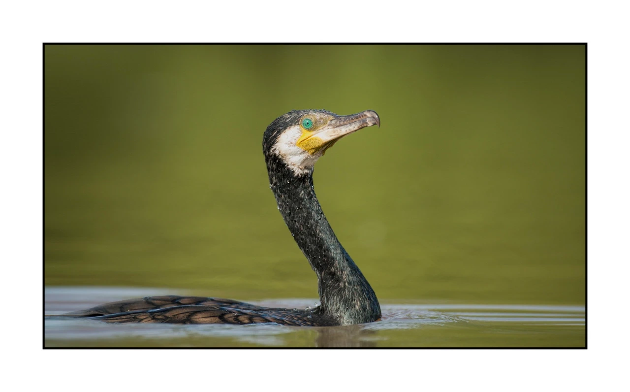 lumieres-et-couleurs/035-oiseaux-de-la-dombes/edition-ouverte/fr/37-oiseaux-de-la-dombes-127-169C
