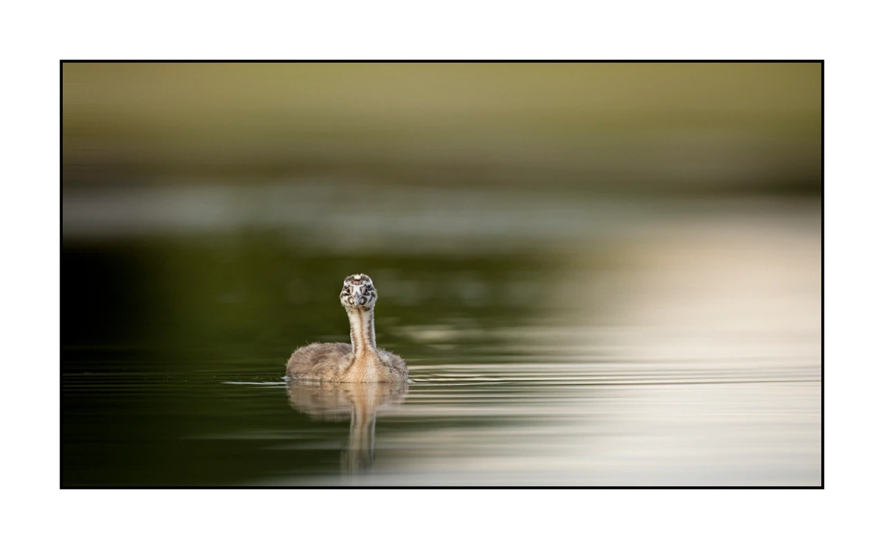 lumieres-et-couleurs/035-oiseaux-de-la-dombes/edition-ouverte/fr/38-oiseaux-de-la-dombes-135-169C
