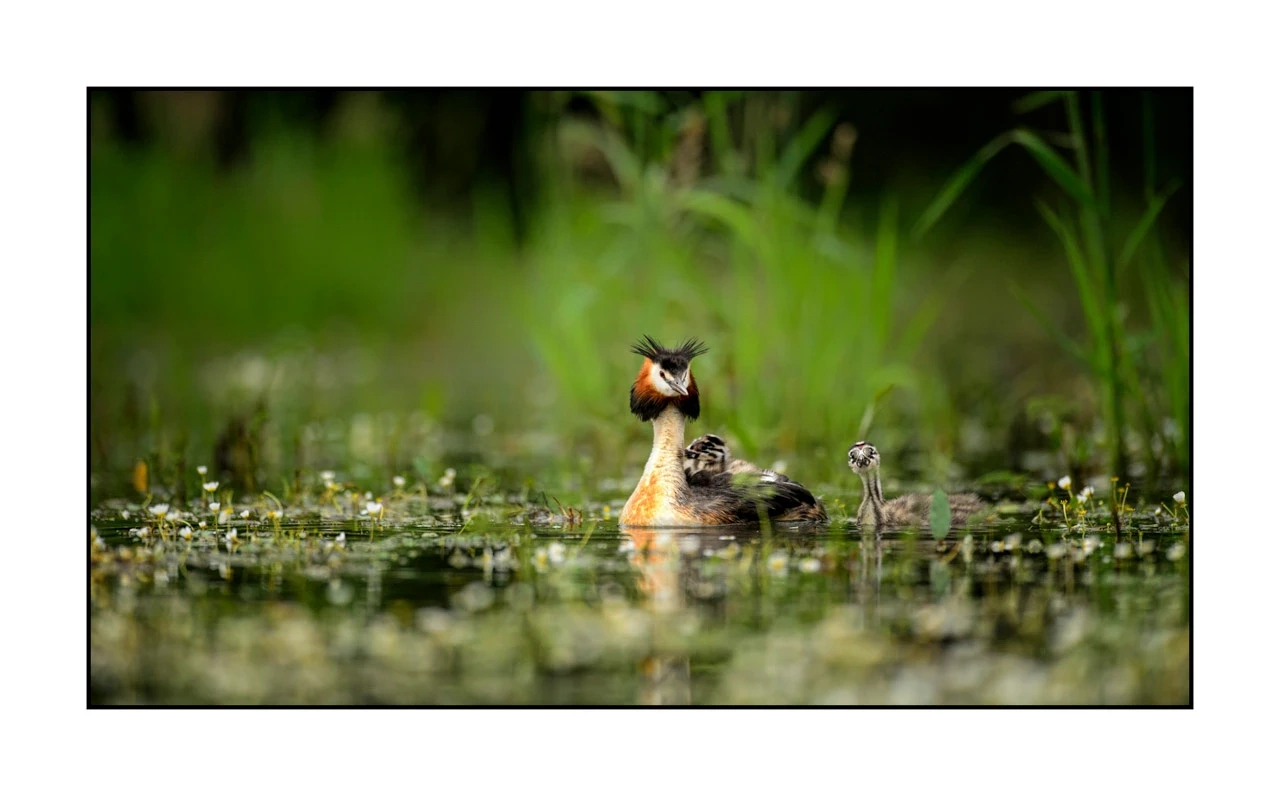 lumieres-et-couleurs/035-oiseaux-de-la-dombes/edition-ouverte/fr/39-oiseaux-de-la-dombes-136-169C