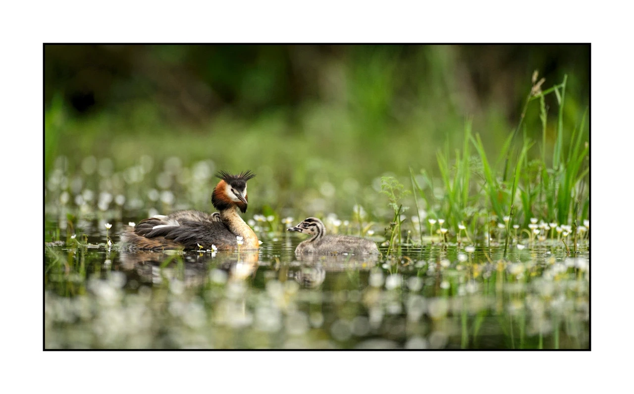lumieres-et-couleurs/035-oiseaux-de-la-dombes/edition-ouverte/fr/40-oiseaux-de-la-dombes-137-169C