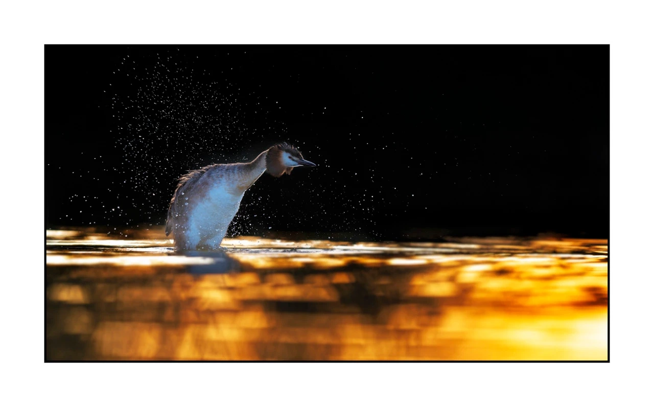 lumieres-et-couleurs/035-oiseaux-de-la-dombes/edition-ouverte/fr/41-oiseaux-de-la-dombes-1957-169C
