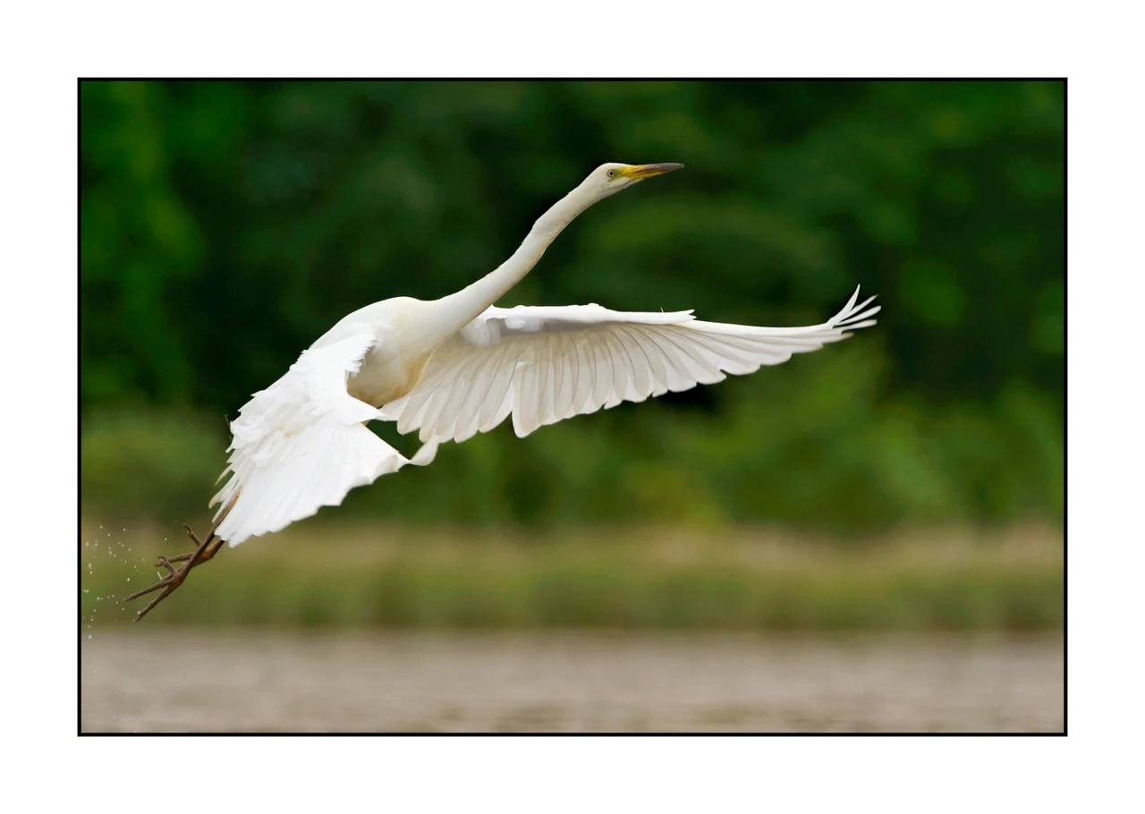 lumieres-et-couleurs/035-oiseaux-de-la-dombes/edition-ouverte/fr/42-oiseaux-de-la-dombes-142-32C