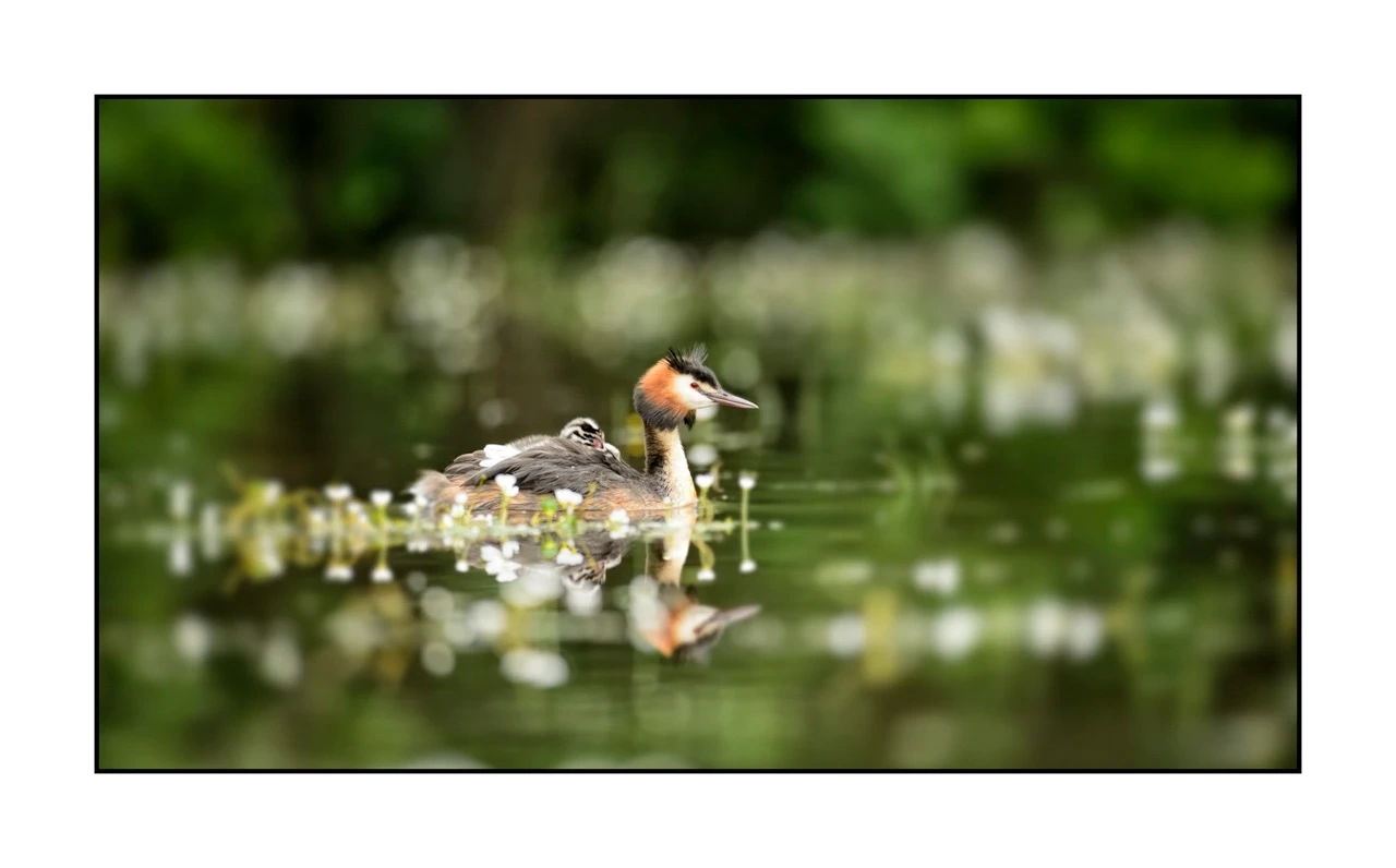 lumieres-et-couleurs/035-oiseaux-de-la-dombes/edition-ouverte/fr/44-oiseaux-de-la-dombes-138-169C