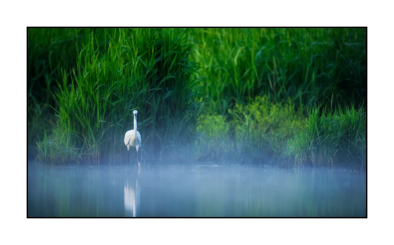 lumieres-et-couleurs/035-oiseaux-de-la-dombes/edition-ouverte/fr/45-oiseaux-de-la-dombes-1376-169C