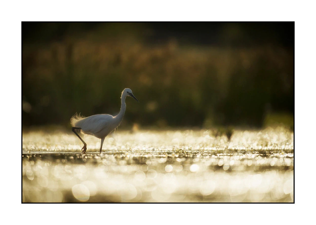 lumieres-et-couleurs/035-oiseaux-de-la-dombes/edition-ouverte/fr/48-oiseaux-de-la-dombes-1372-32C