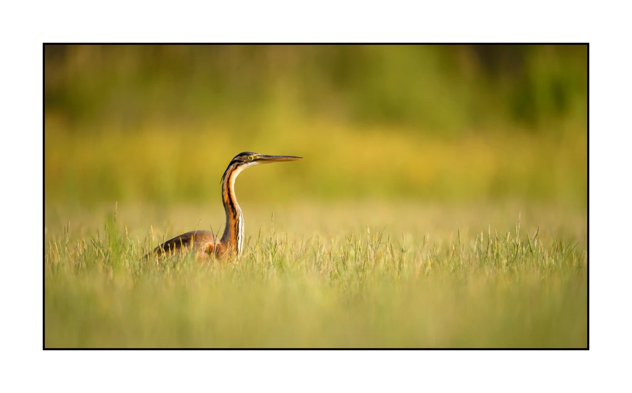 lumieres-et-couleurs/035-oiseaux-de-la-dombes/edition-ouverte/fr/50-oiseaux-de-la-dombes-1374-169C