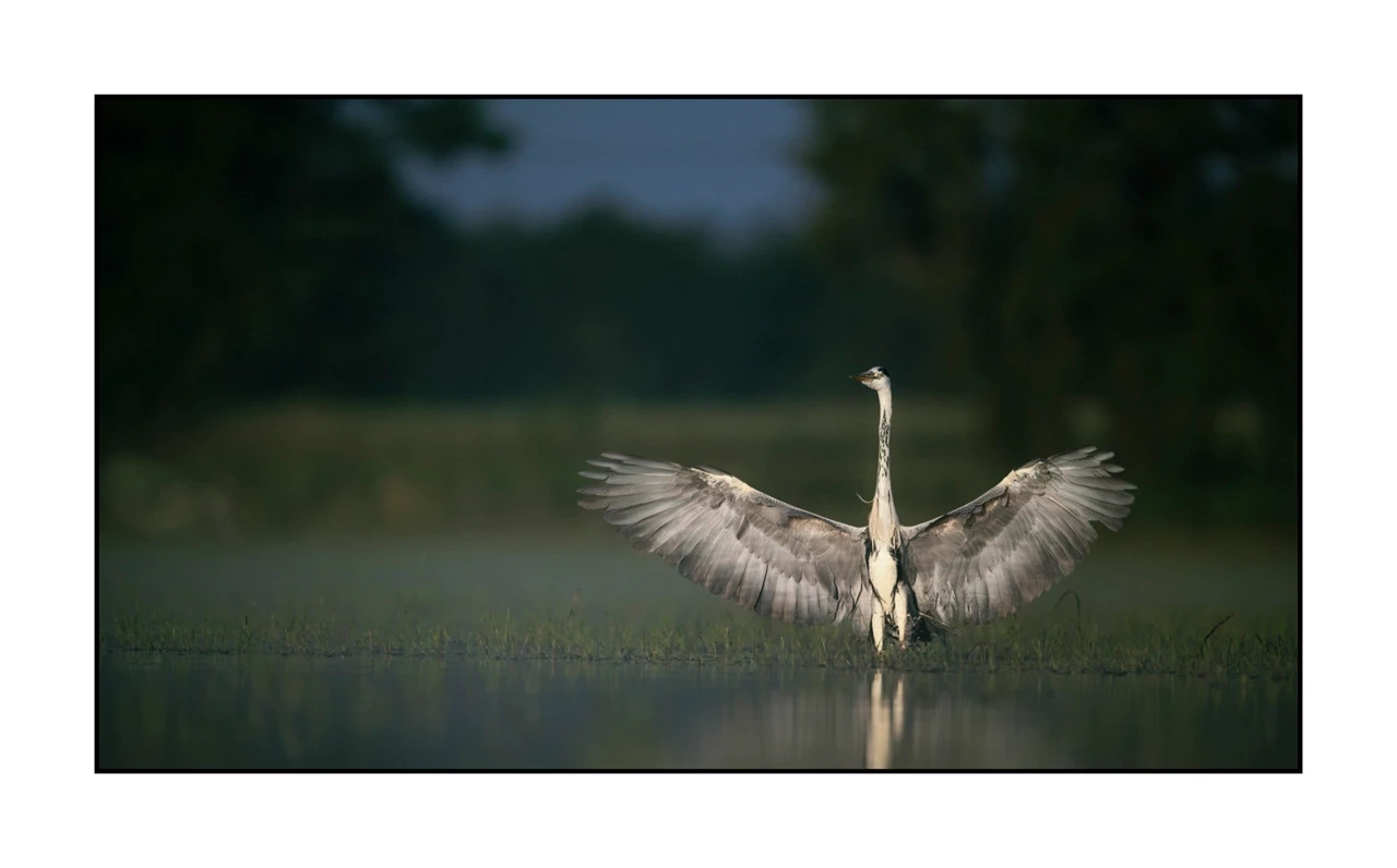 lumieres-et-couleurs/035-oiseaux-de-la-dombes/edition-ouverte/fr/51-oiseaux-de-la-dombes-1375-169C