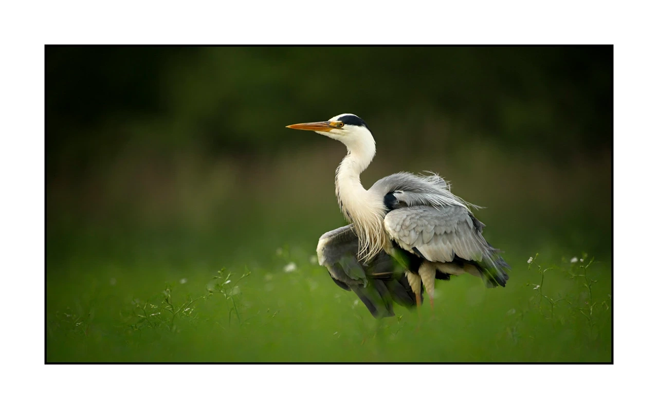 lumieres-et-couleurs/035-oiseaux-de-la-dombes/edition-ouverte/fr/52-oiseaux-de-la-dombes-147-169C