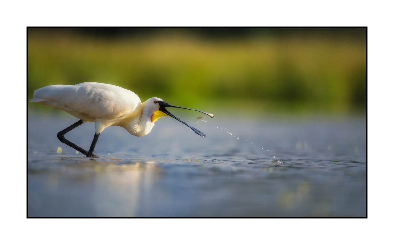 lumieres-et-couleurs/035-oiseaux-de-la-dombes/edition-ouverte/fr/55-oiseaux-de-la-dombes-1381-169C