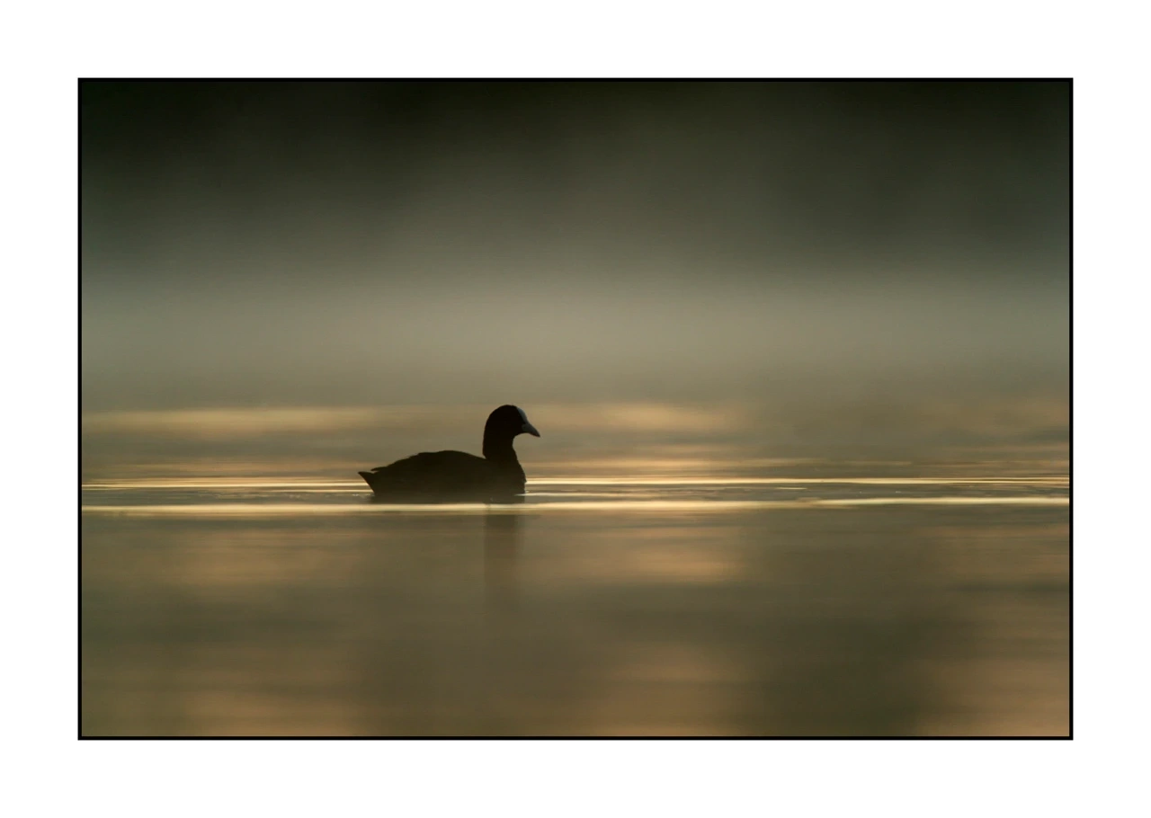 lumieres-et-couleurs/035-oiseaux-de-la-dombes/edition-ouverte/fr/57-oiseaux-de-la-dombes-1370-32C