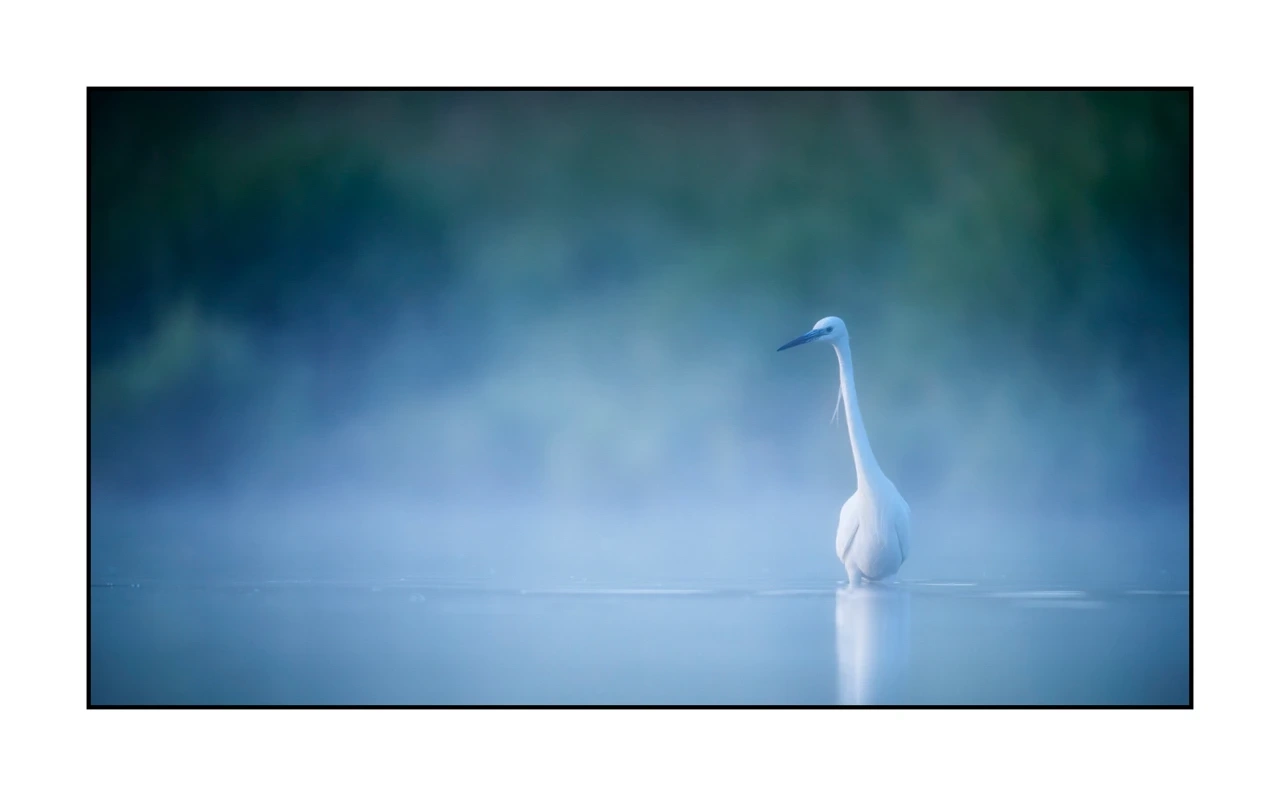 lumieres-et-couleurs/035-oiseaux-de-la-dombes/edition-ouverte/fr/59-oiseaux-de-la-dombes-1364-169C