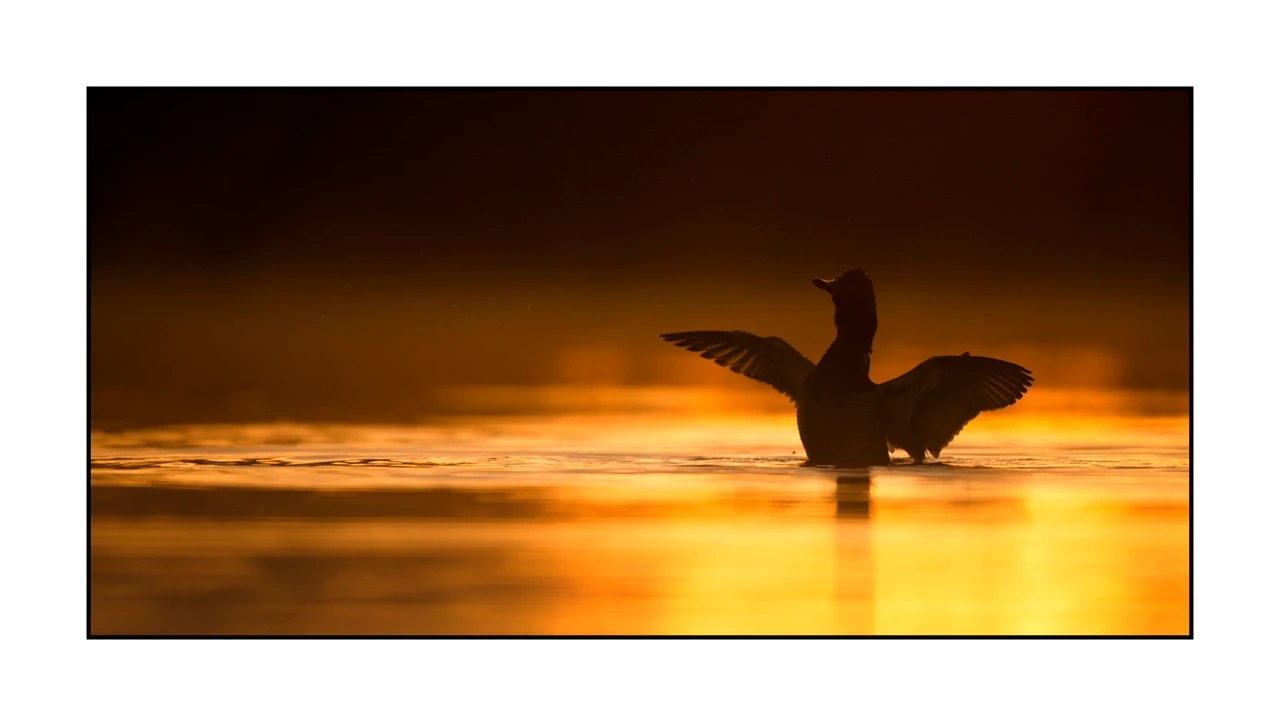 lumieres-et-couleurs/035-oiseaux-de-la-dombes/edition-ouverte/fr/60-oiseaux-de-la-dombes-1388-21C