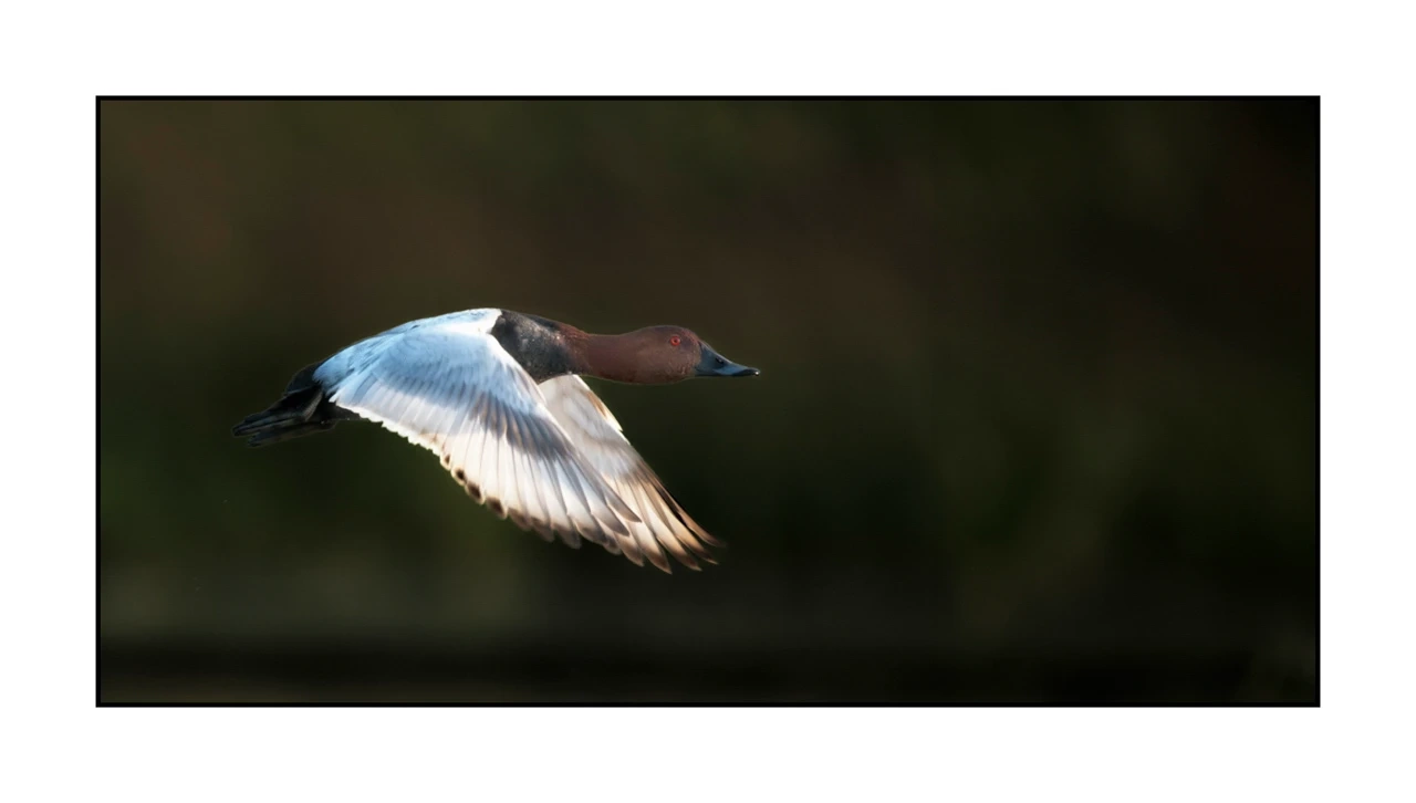 lumieres-et-couleurs/035-oiseaux-de-la-dombes/edition-ouverte/fr/62-oiseaux-de-la-dombes-2070-21C