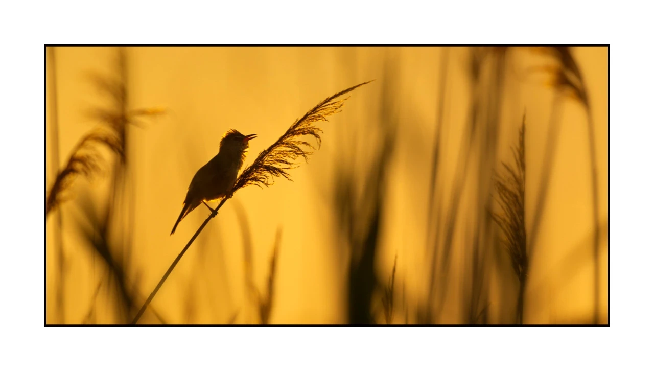 lumieres-et-couleurs/035-oiseaux-de-la-dombes/edition-ouverte/fr/63-oiseaux-de-la-dombes-2071-21C