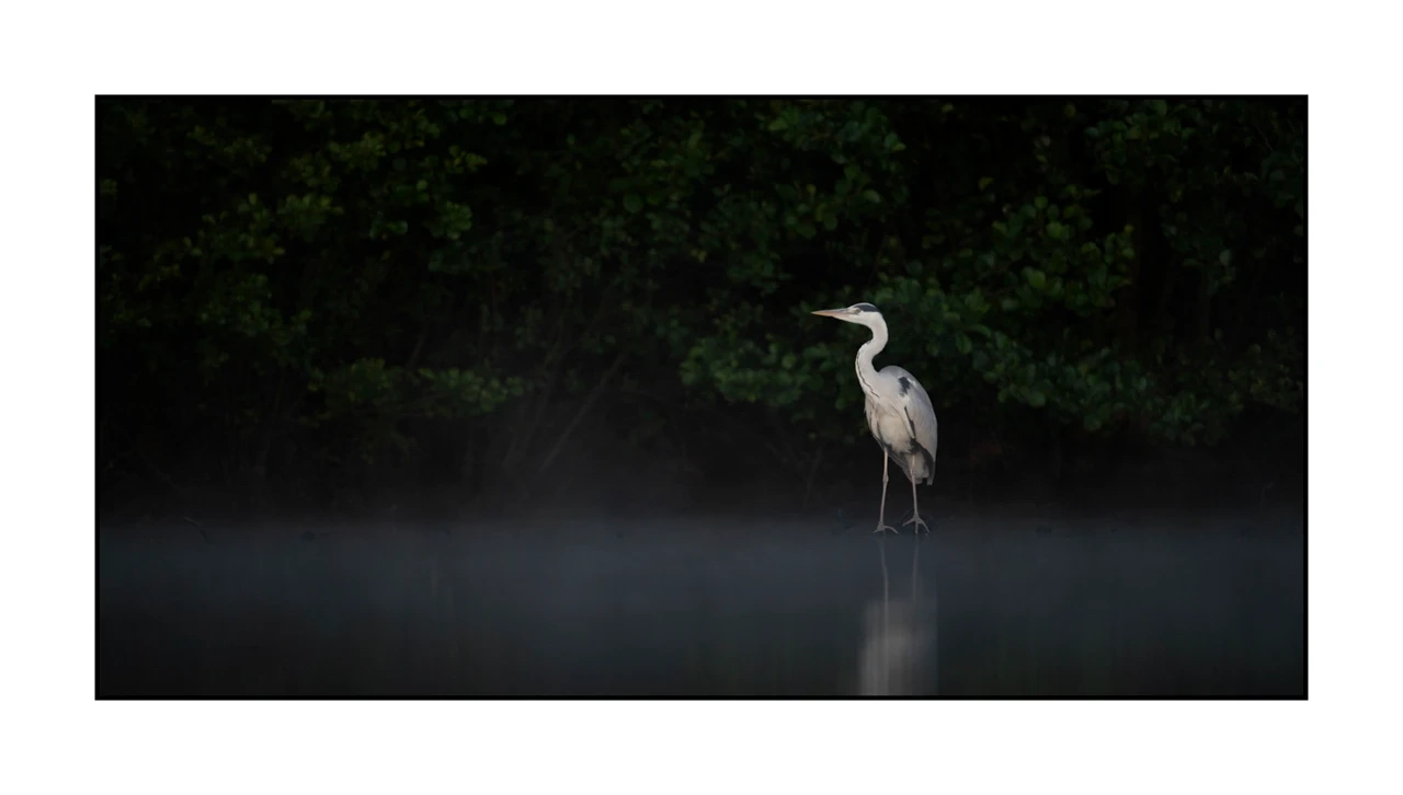 lumieres-et-couleurs/035-oiseaux-de-la-dombes/edition-ouverte/fr/65-oiseaux-de-la-dombes-2073-21C