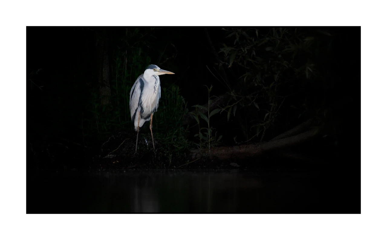 lumieres-et-couleurs/035-oiseaux-de-la-dombes/edition-ouverte/fr/66-oiseaux-de-la-dombes-2074-169C
