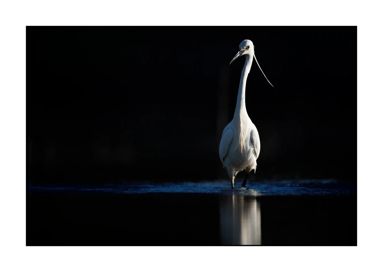lumieres-et-couleurs/035-oiseaux-de-la-dombes/edition-ouverte/fr/67-oiseaux-de-la-dombes-2075-32C