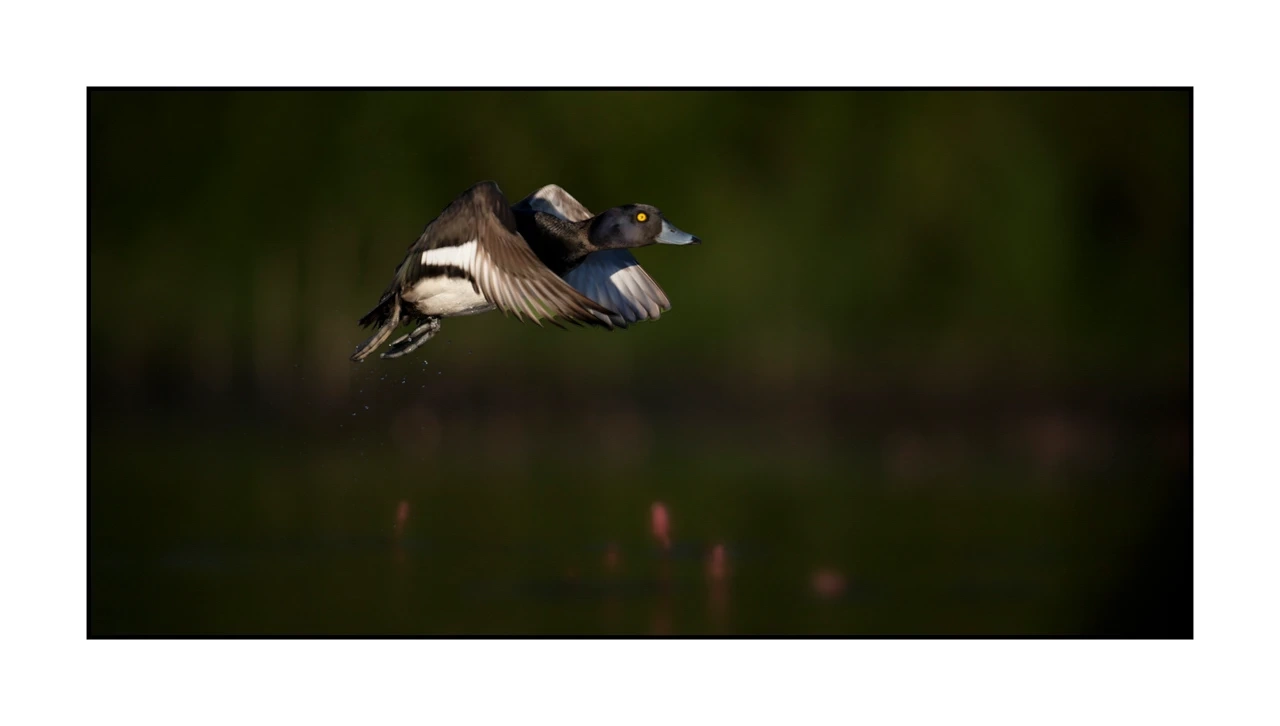 lumieres-et-couleurs/035-oiseaux-de-la-dombes/edition-ouverte/fr/68-oiseaux-de-la-dombes-2076-21C