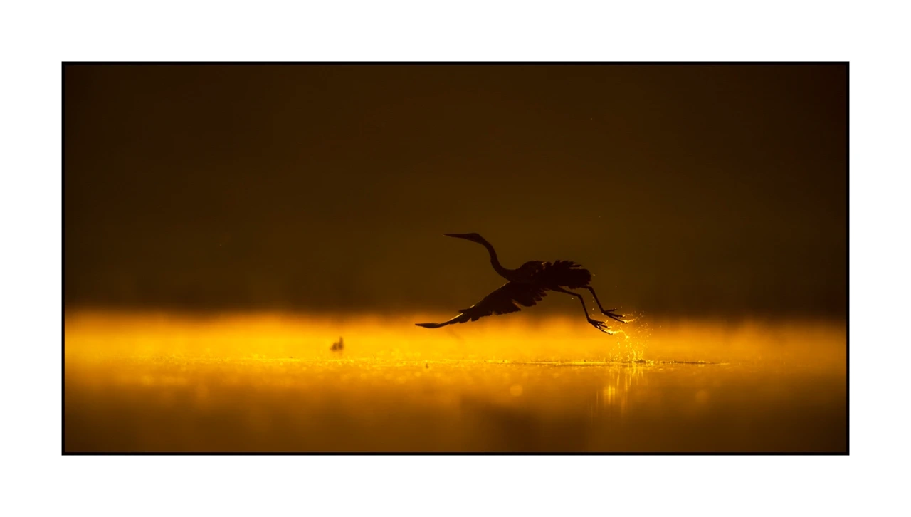 lumieres-et-couleurs/035-oiseaux-de-la-dombes/edition-ouverte/fr/69-oiseaux-de-la-dombes-2077-21C