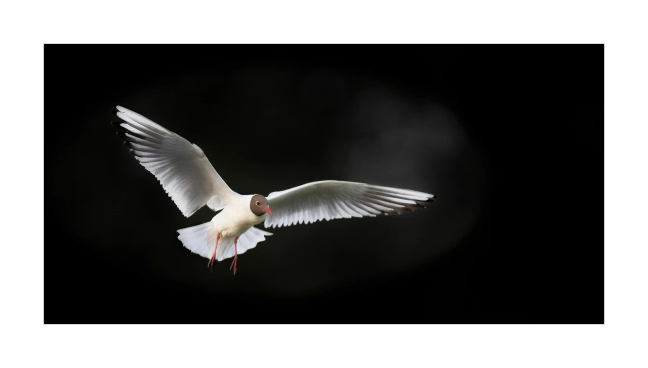 lumieres-et-couleurs/035-oiseaux-de-la-dombes/edition-ouverte/fr/71-oiseaux-de-la-dombes-2079-21C