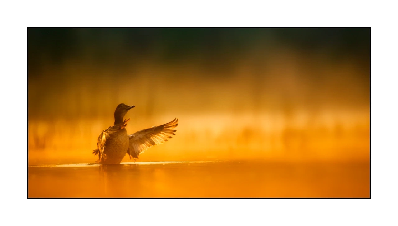 lumieres-et-couleurs/035-oiseaux-de-la-dombes/edition-ouverte/fr/73-oiseaux-de-la-dombes-2081-21C